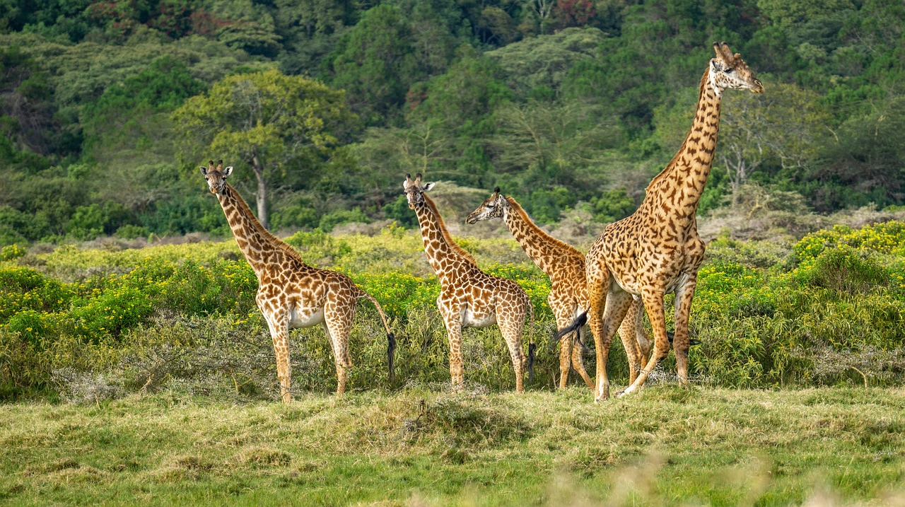 giraffes, wildlife, mammals